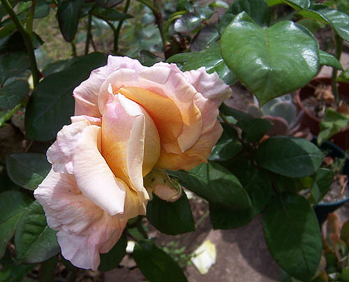 flores2.jpg