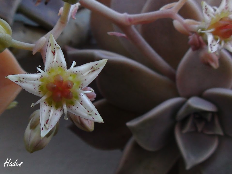 flores3.jpg