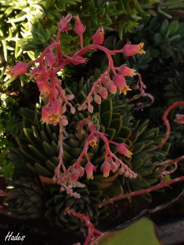 flores6.jpg