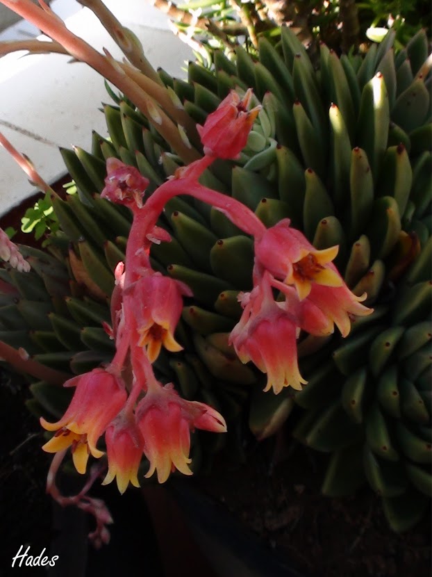 flores62.jpg