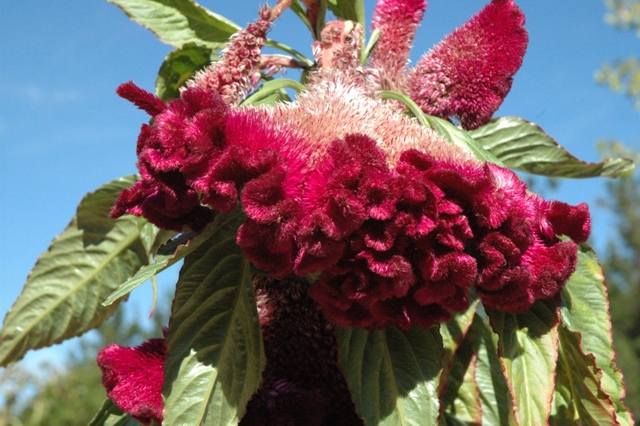 flores_.jpg