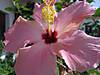 flores_002.jpg