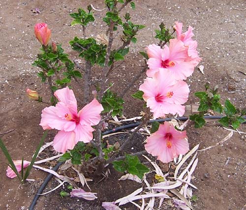 flores_1.jpg