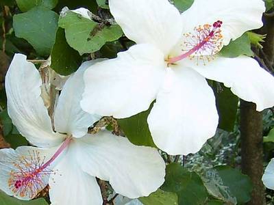 flores_1.jpg