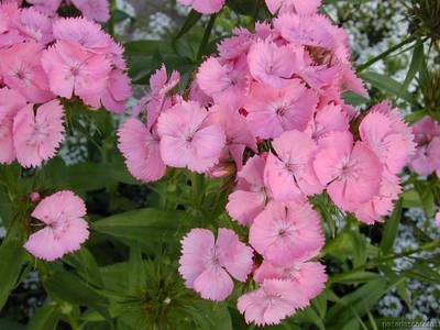 flores_12.jpg