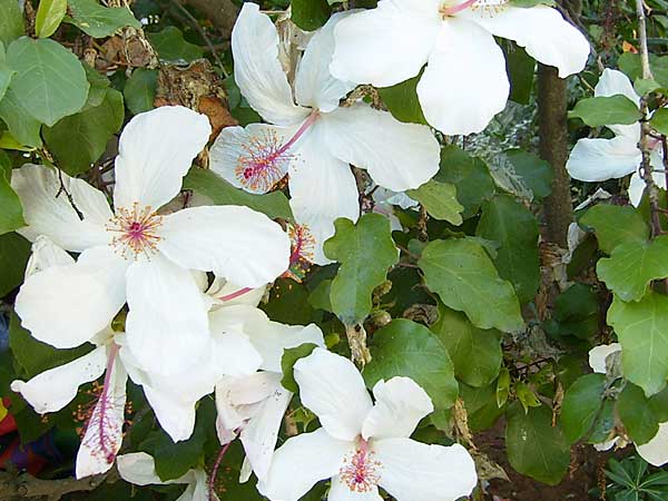 flores_2.jpg