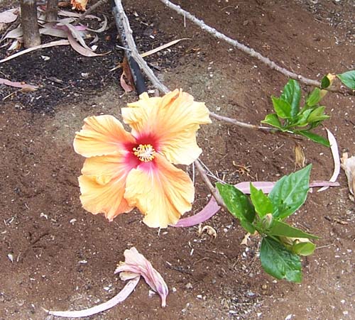 flores_2a.jpg