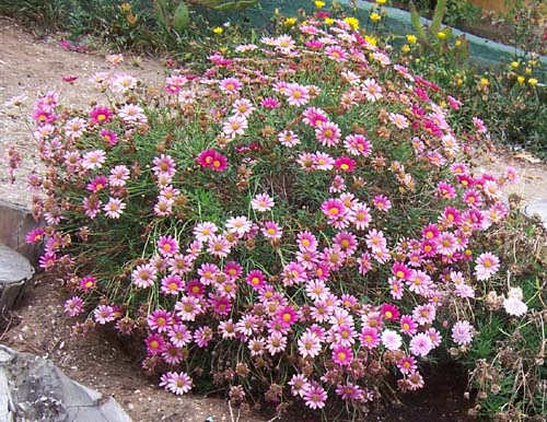 flores_3.jpg