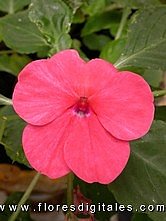 flores_31_impatiens_hawkeri.JPG