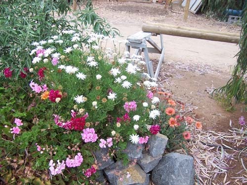 flores_9a.jpg