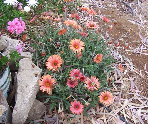 flores_9b.jpg