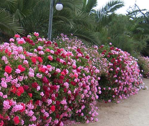 flores_9p.jpg