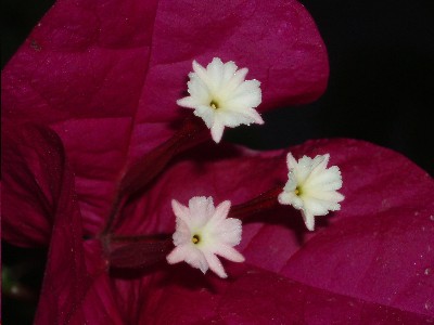 flores_blancas_de_buganvilla.JPG