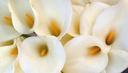 flores_bodas_alcatraces.jpg