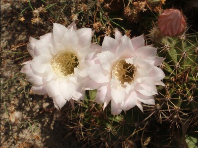 flores_cactus1.JPG