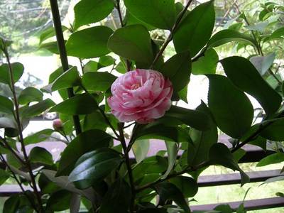 Flores_Camelias_001.jpg