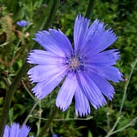 flores_de_bach_chicory_achicoria.jpg