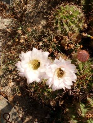 flores_de_cactus.JPG