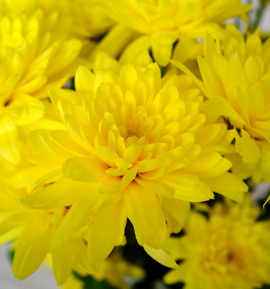 flores_de_crisantemos-1.jpg
