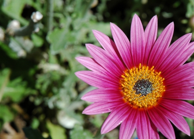 flores_de_Curanipe.jpg