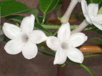 flores_de_jazmin_de_madagascar.JPG