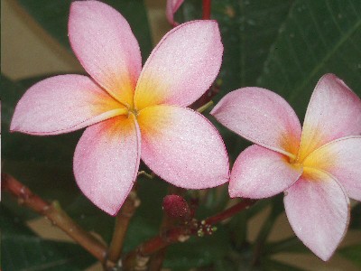 flores_de_plumeria_rosa1.JPG