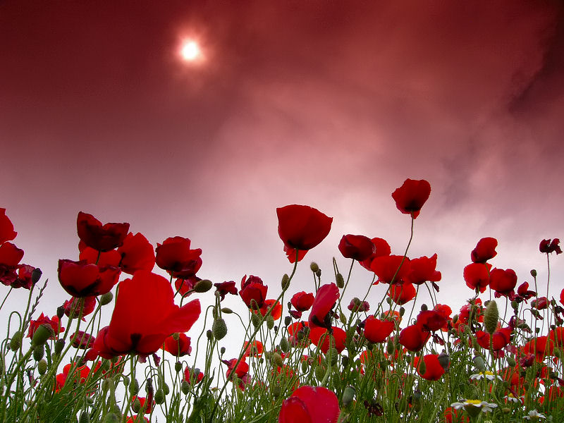 Flores_en_el_infierno.jpg