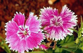 flores_flor_07-J86-256365_edited.jpg