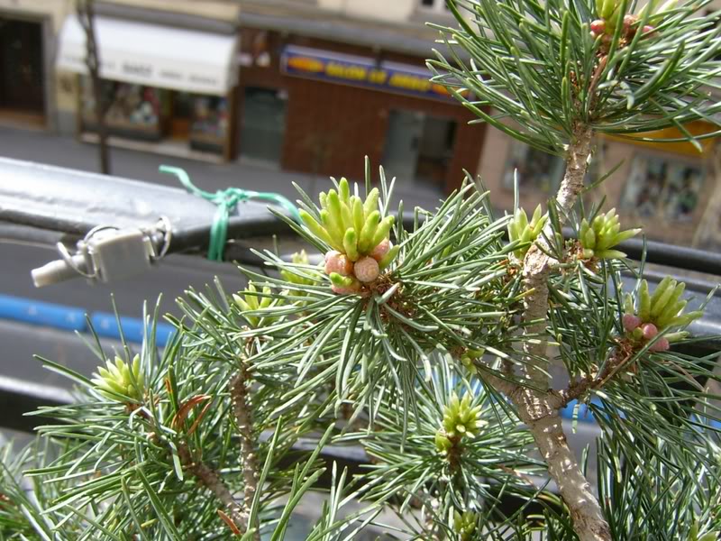 flores_pino.jpg