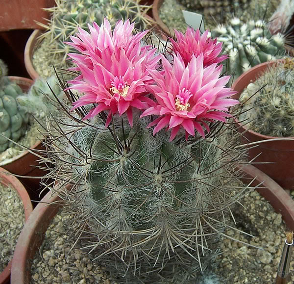 Flores_Relmu7.jpg