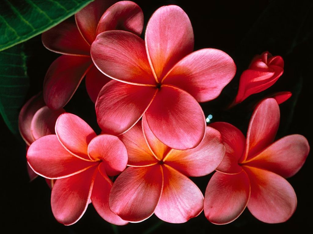flores_rojas-643277.jpg