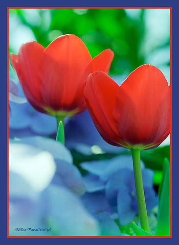 flores_rojas.jpg