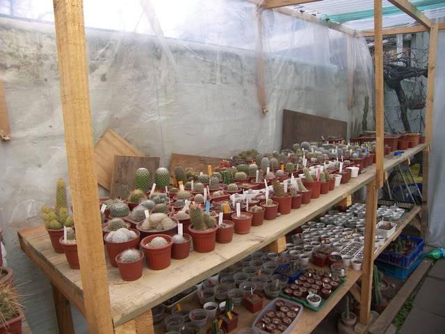 Flores_rosa008.jpg