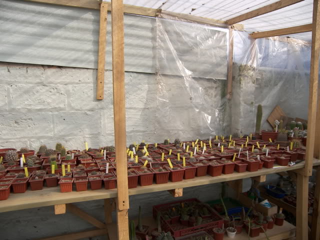 Flores_rosa009.jpg