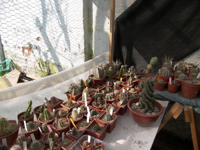 Flores_rosa012.jpg