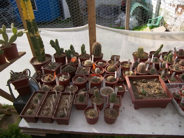 Flores_rosa013.jpg