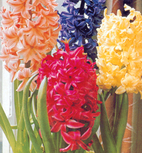 flores_silvestres_jacinto.gif