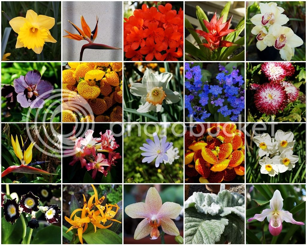 Flores_zpse95nb0jx.jpg
