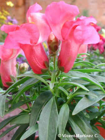 floresanthirrinum.jpg