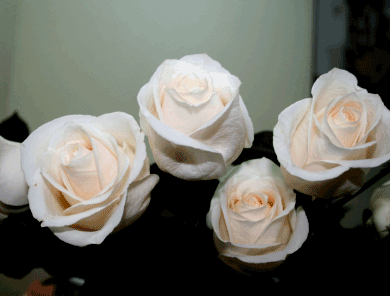floresblancas.gif