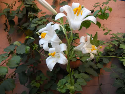 floresblancas.jpg