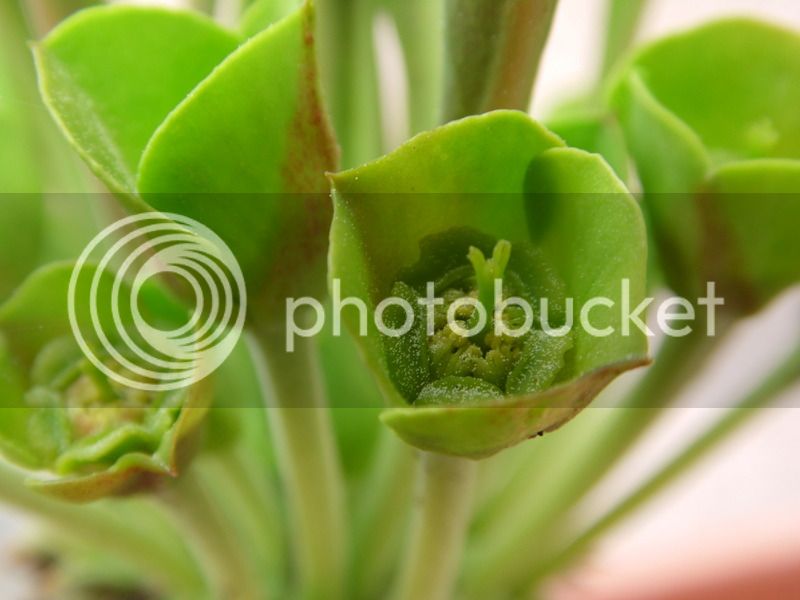 floresbupleurifolia%202015_1_zpshzoylxir.jpg