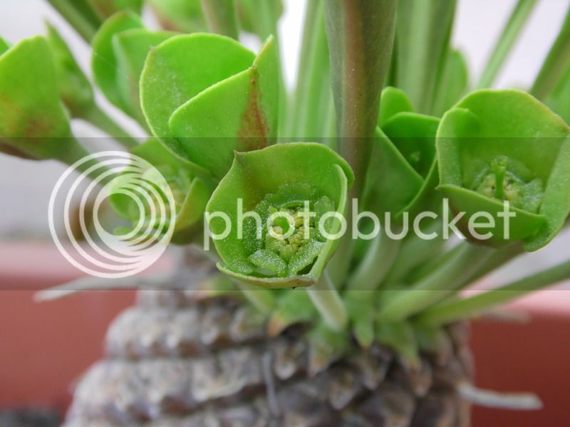 floresbupleurifolia%202015_2_zps9pplptbn.jpg