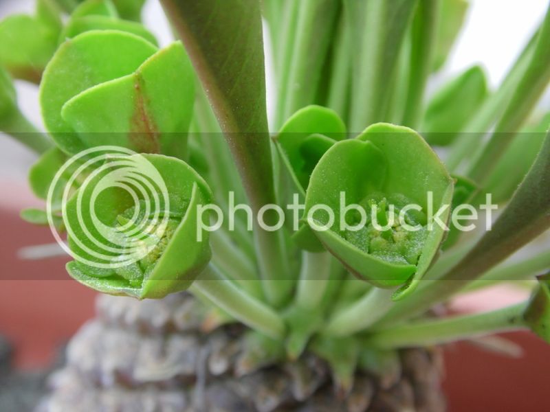 floresbupleurifolia%202015_3_zpsjubzezmo.jpg