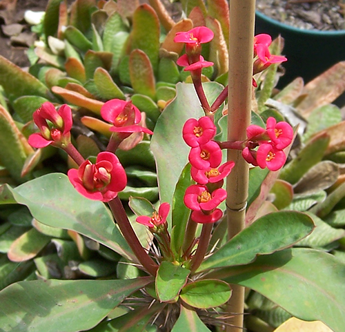 floresC5.jpg