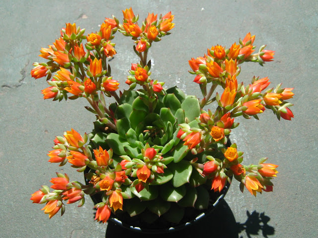 Florescactus%20oct2009%20002.jpg