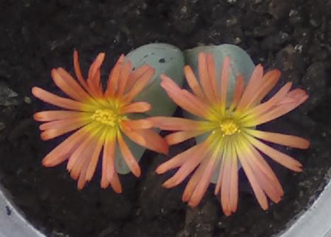 floresconophytum.jpg
