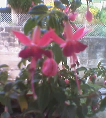 floresfuchsia.jpg