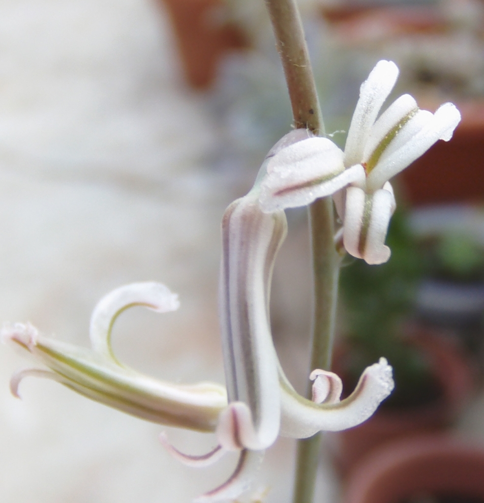 floreshaworthiaattenuata.jpg