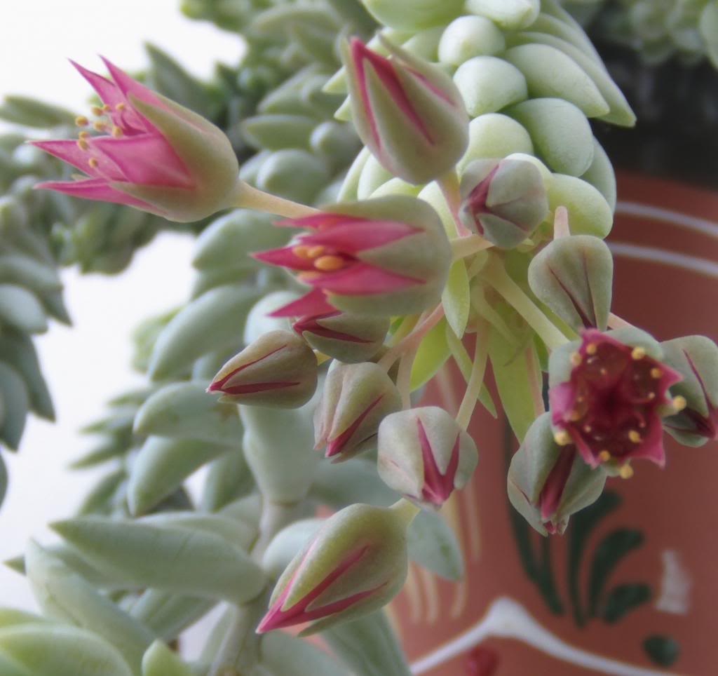 floressedummoraniuanum2_zpsb9dafe74.jpg